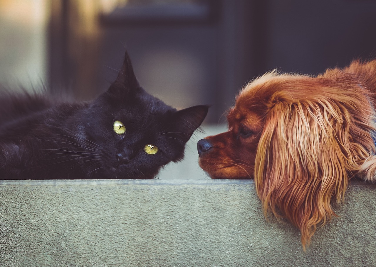 All About Cats: A Fascinating Guide to Our Feline Companions