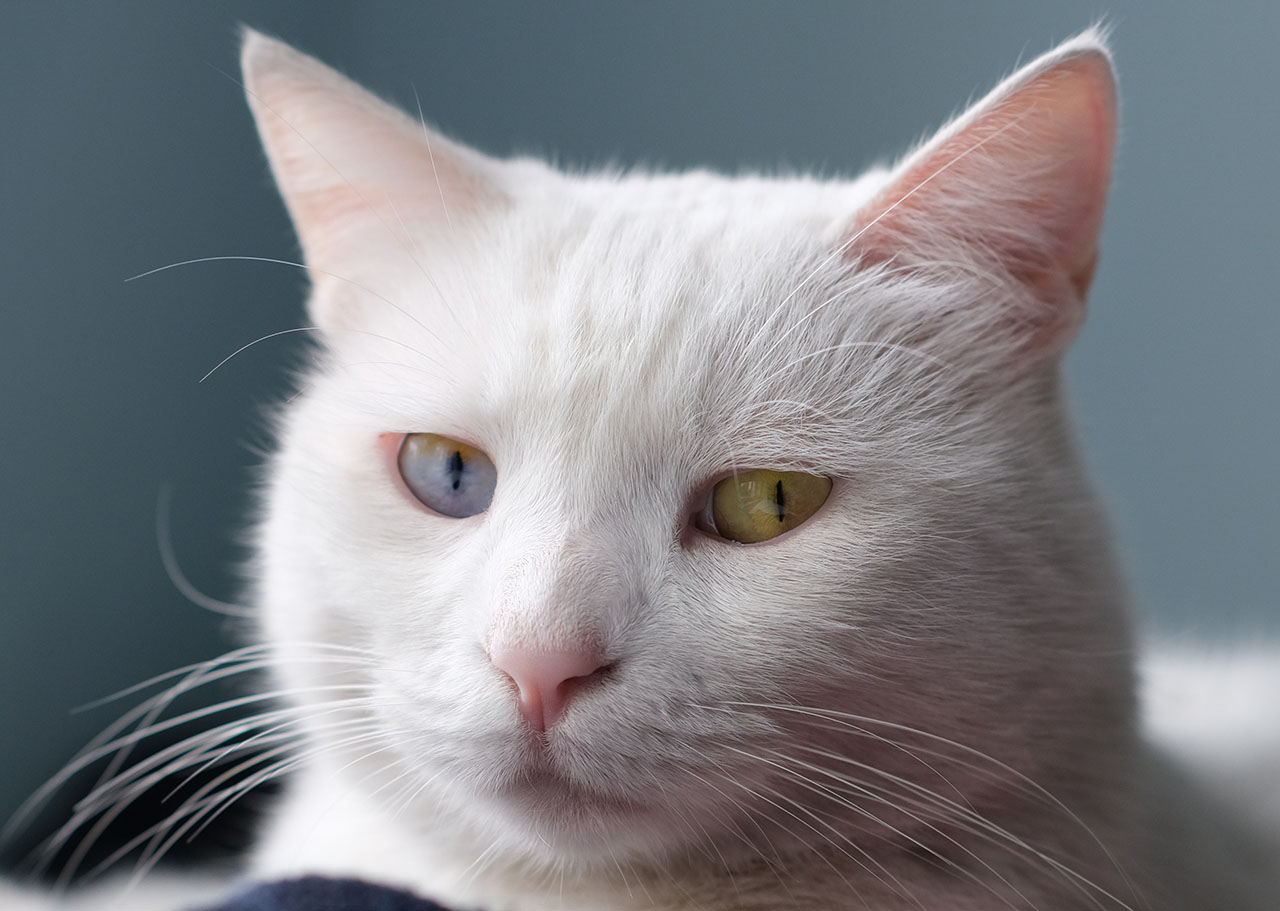Title: Creating a Comfortable and Clean Environment for Your Cat: The Importance of Cat Litter Accessories
