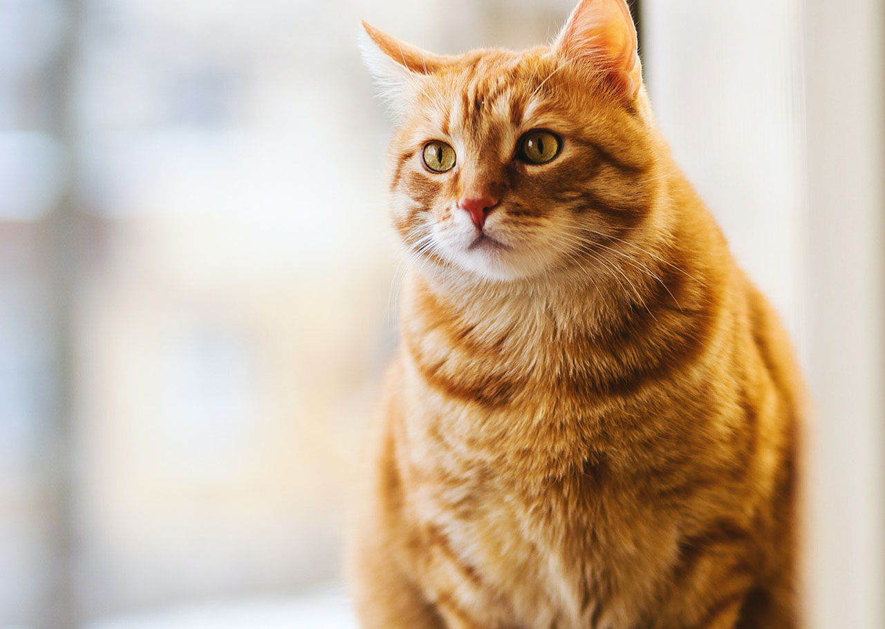 The Ultimate Guide to Choosing the Perfect Cat Litter in the UK