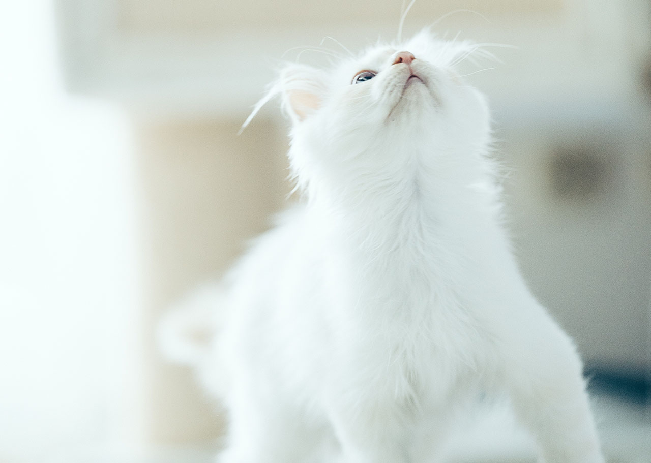 The Advantages of Clumping Cat Litter: A Cleaner Solution for Your Feline Friend