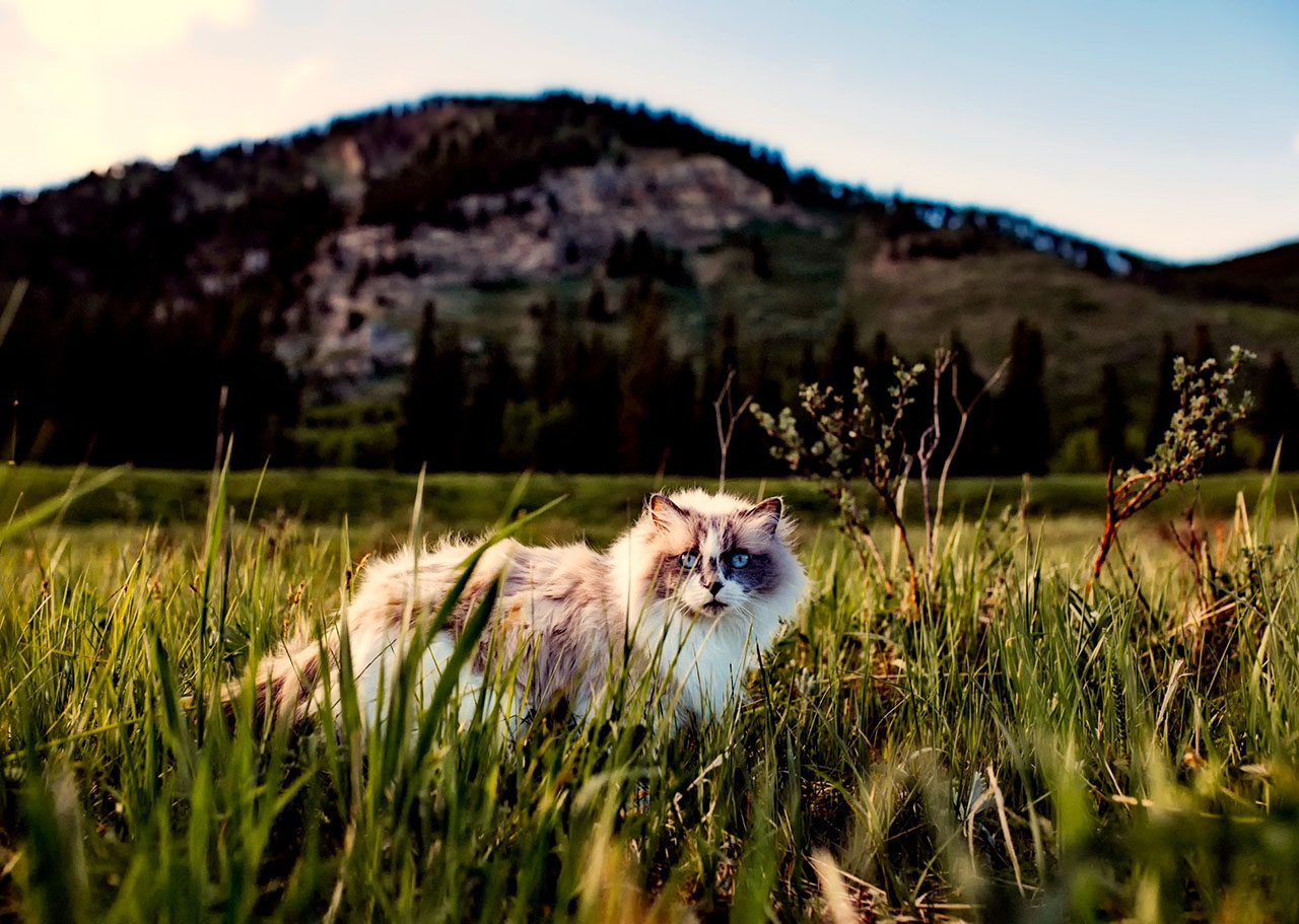 Embracing Nature: The Benefits of Natural Cat Litter for Your Feline Friend