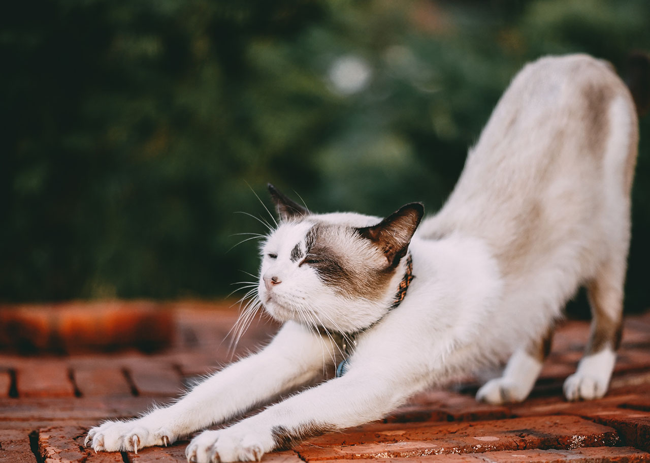 Going Green: Exploring the Advantages of Eco-Friendly Cat Litter