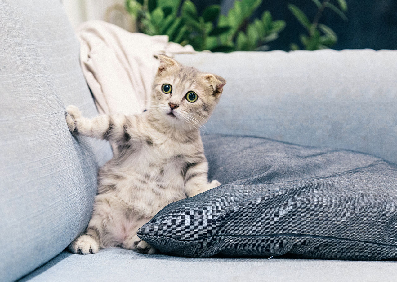 Cat Litter Use: Tips for a Clean and Happy Environment